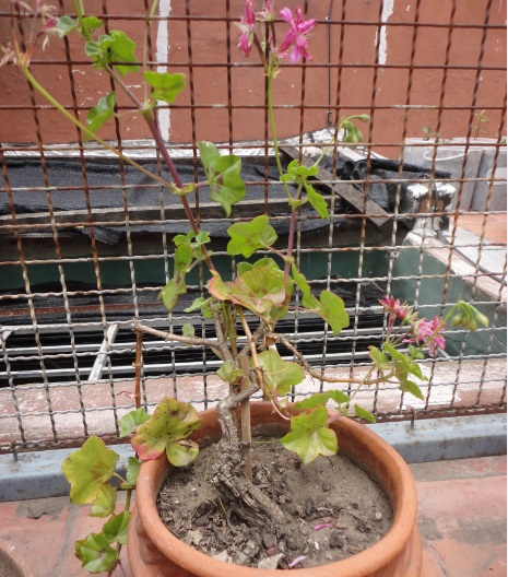 [Foto de planta, jardin, jardineria]