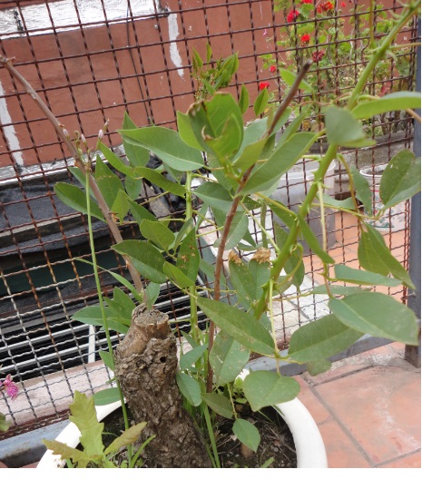 [Foto de planta, jardin, jardineria]