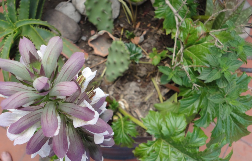 [Foto de planta, jardin, jardineria]