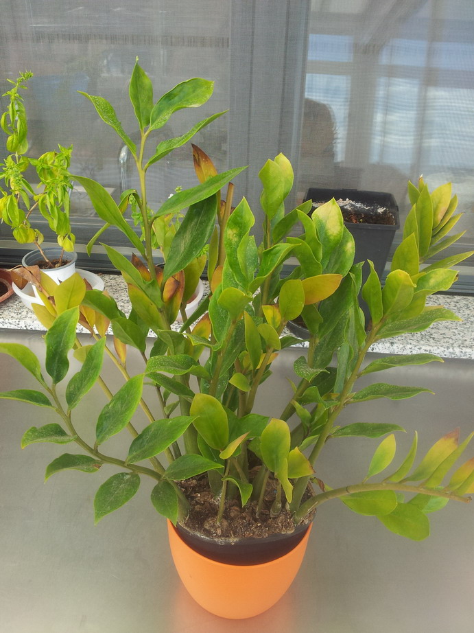 [Foto de planta, jardin, jardineria]