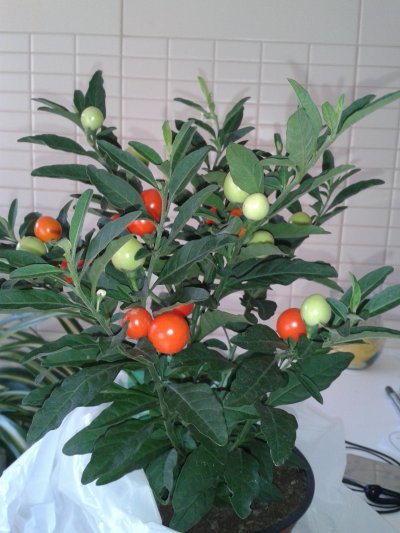 [Foto de planta, jardin, jardineria]