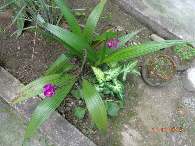 [Foto de planta, jardin, jardineria]