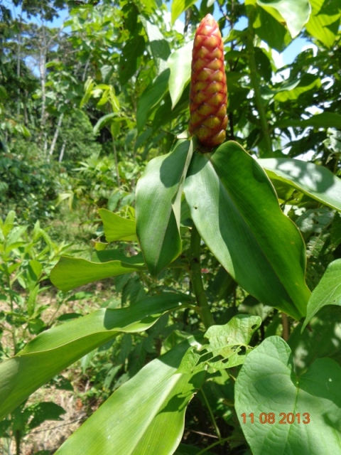 [Foto de planta, jardin, jardineria]