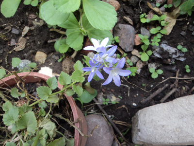 [Foto de planta, jardin, jardineria]