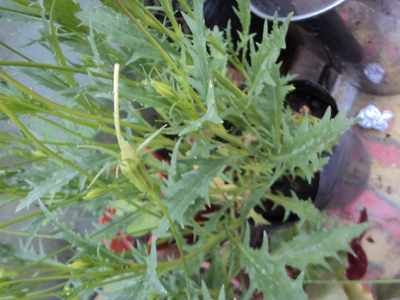 [Foto de planta, jardin, jardineria]