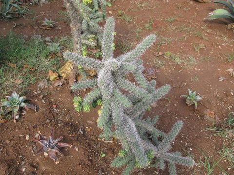 [Foto de planta, jardin, jardineria]