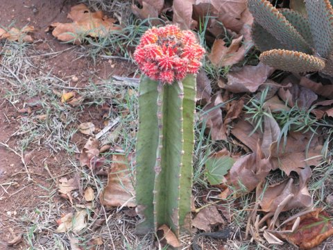 [Foto de planta, jardin, jardineria]