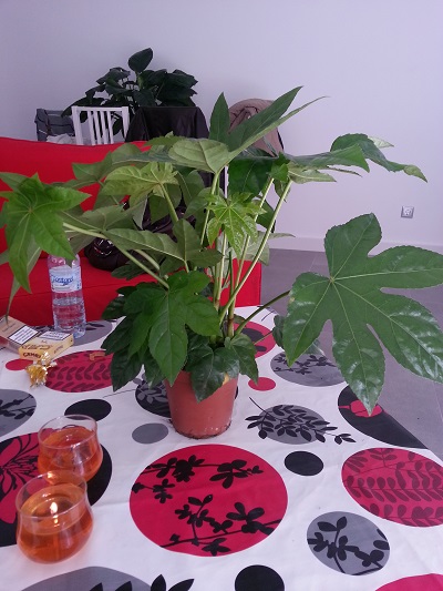 [Foto de planta, jardin, jardineria]