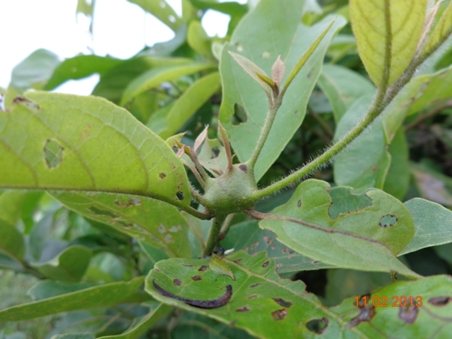 [Foto de planta, jardin, jardineria]