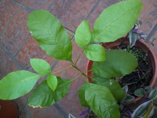 [Foto de planta, jardin, jardineria]