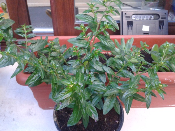 [Foto de planta, jardin, jardineria]