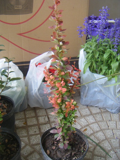 [Foto de planta, jardin, jardineria]