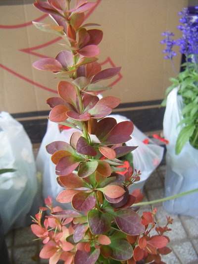 [Foto de planta, jardin, jardineria]