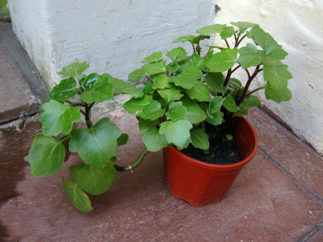 [Foto de planta, jardin, jardineria]