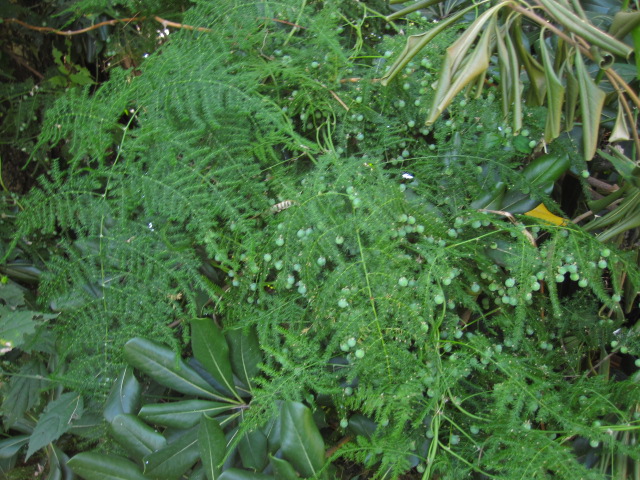 [Foto de planta, jardin, jardineria]