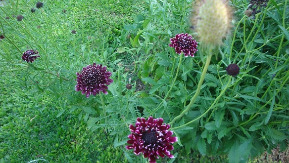 [Foto de planta, jardin, jardineria]