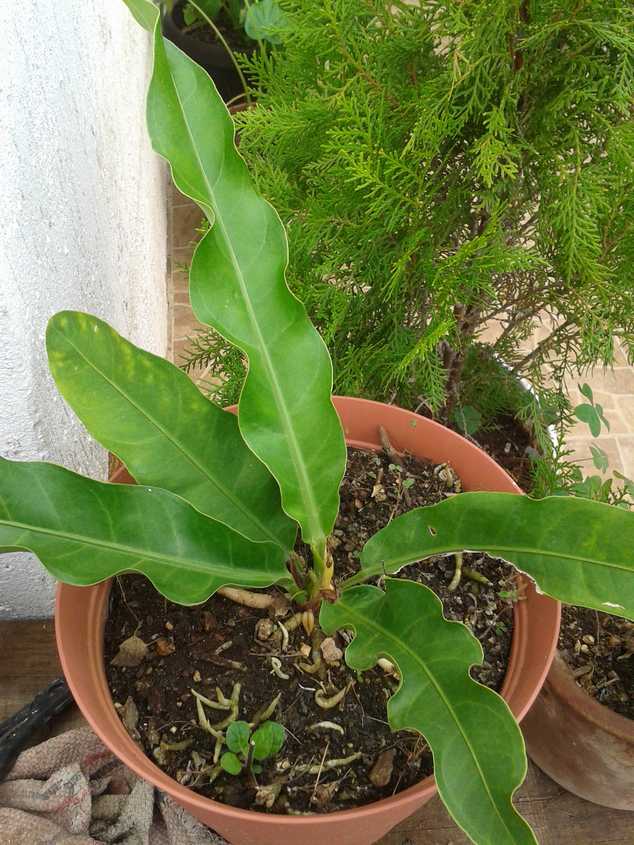 [Foto de planta, jardin, jardineria]