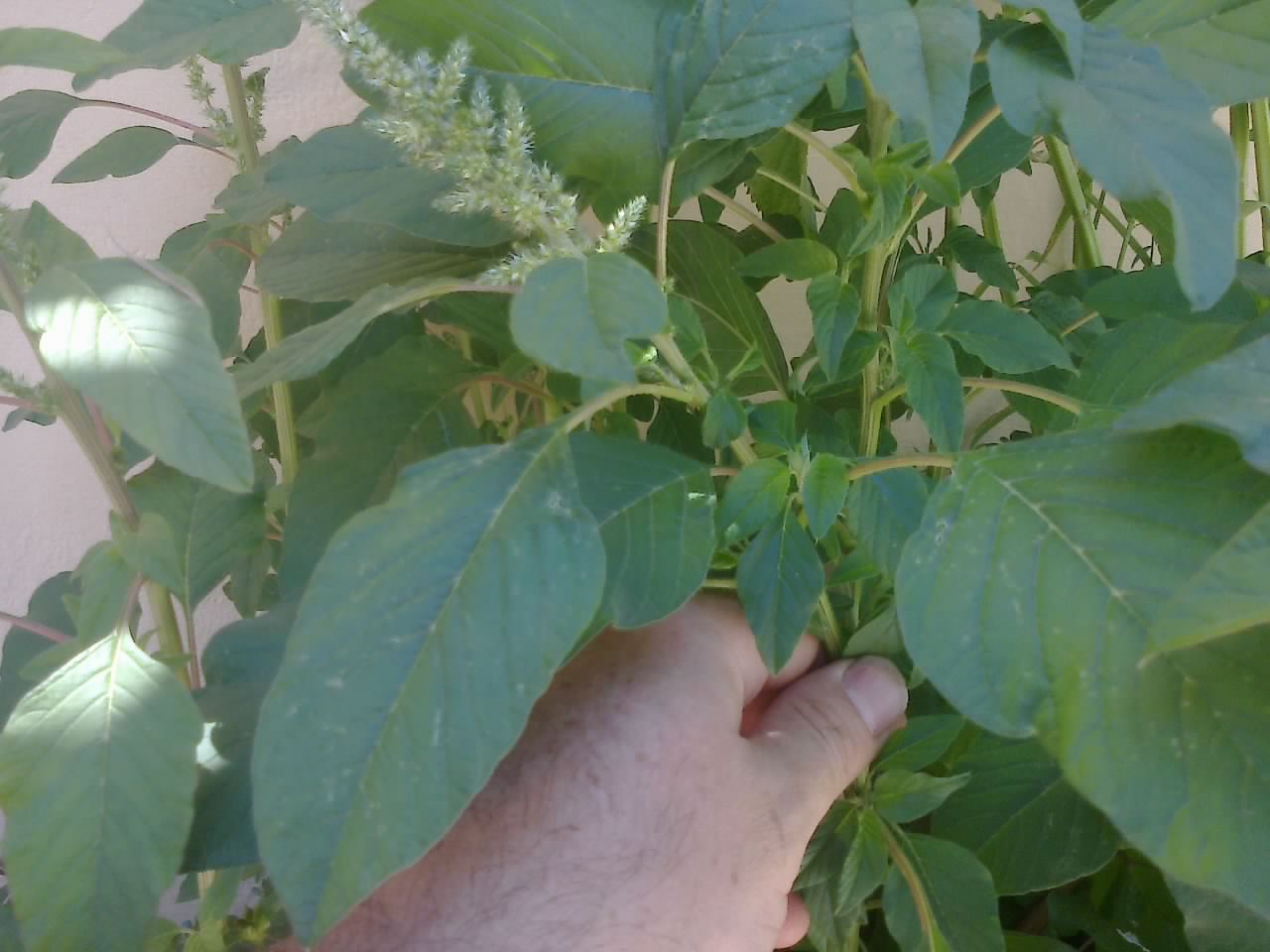 [Foto de planta, jardin, jardineria]