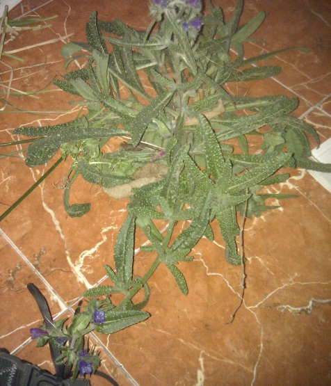 [Foto de planta, jardin, jardineria]