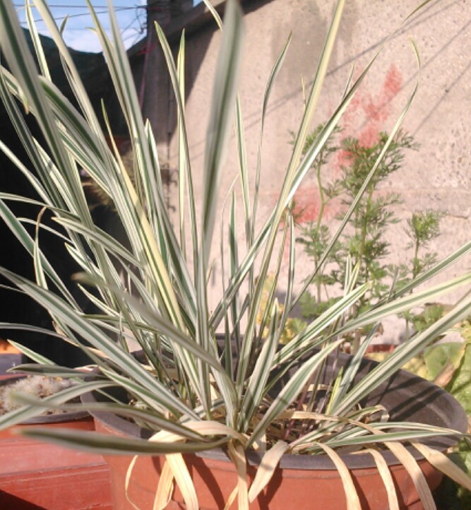 [Foto de planta, jardin, jardineria]