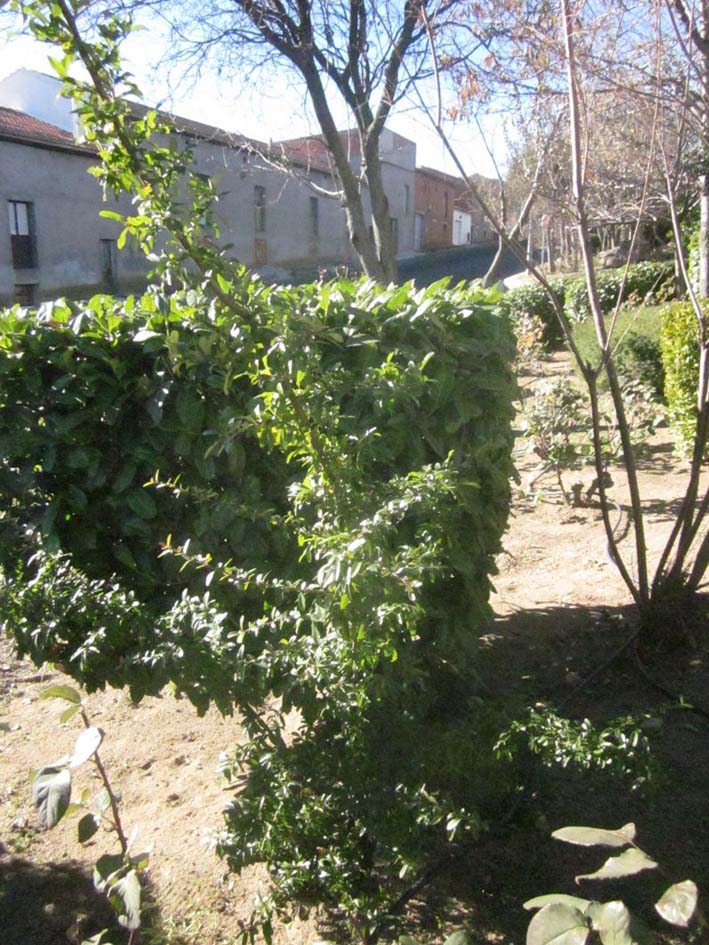 [Foto de planta, jardin, jardineria]