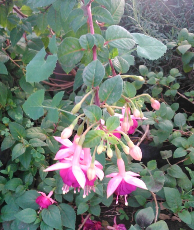 [Foto de planta, jardin, jardineria]