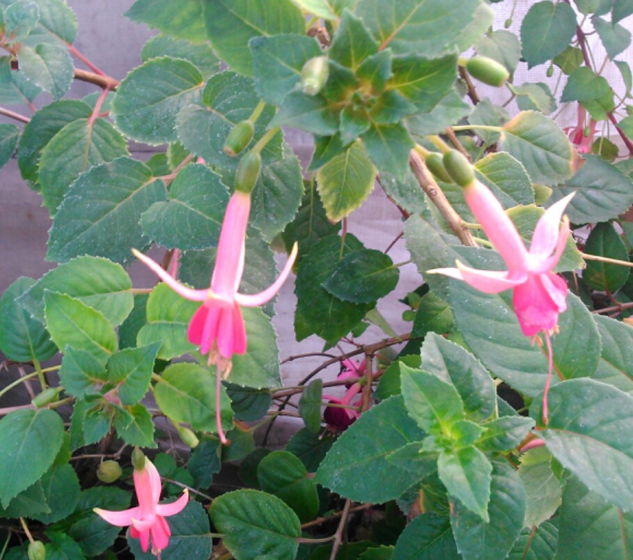 [Foto de planta, jardin, jardineria]