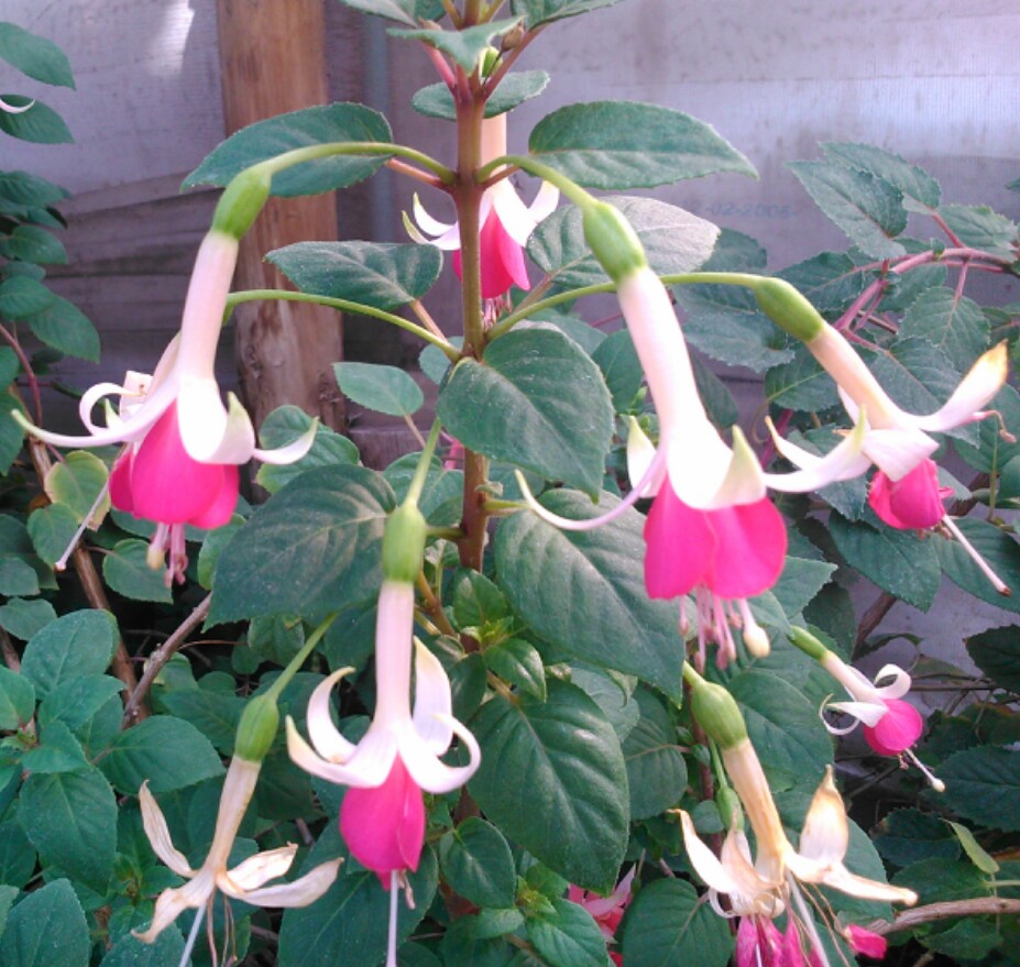 [Foto de planta, jardin, jardineria]