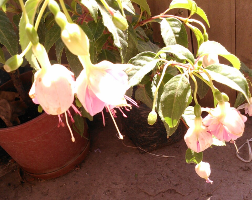 [Foto de planta, jardin, jardineria]