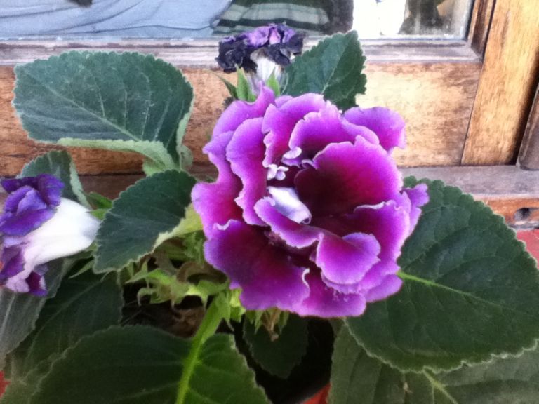 [Foto de planta, jardin, jardineria]