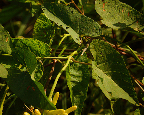 [Foto de planta, jardin, jardineria]