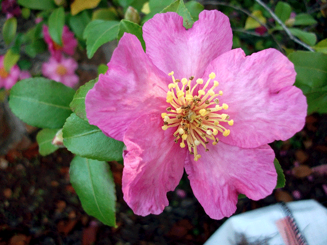 Flores rosas