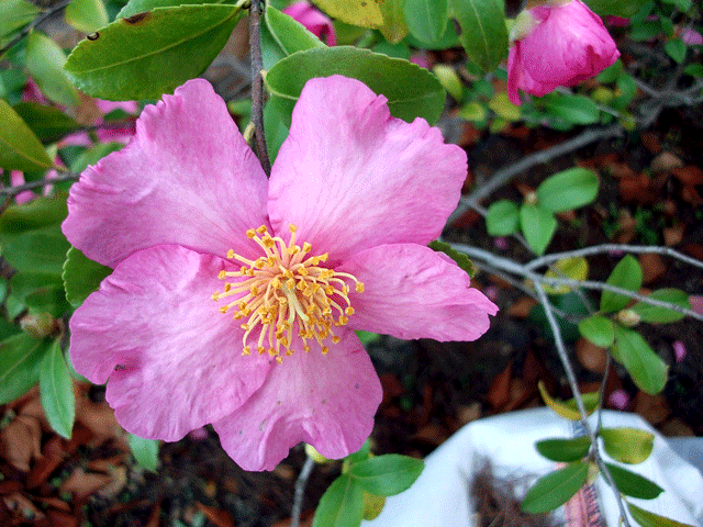 Flores rosas