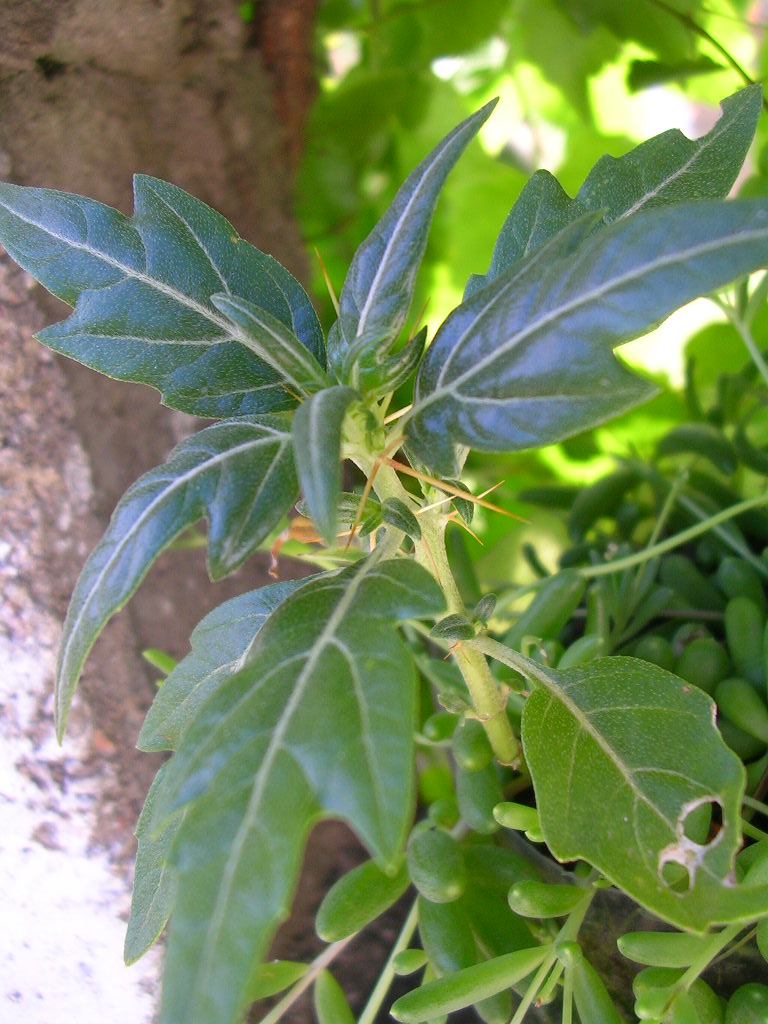 [Foto de planta, jardin, jardineria]