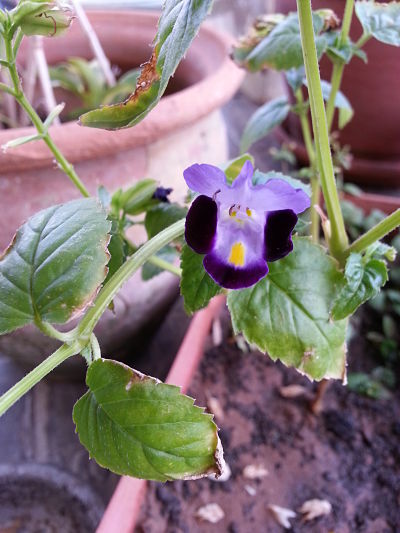 [Foto de planta, jardin, jardineria]