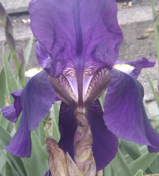 [Foto de planta, jardin, jardineria]