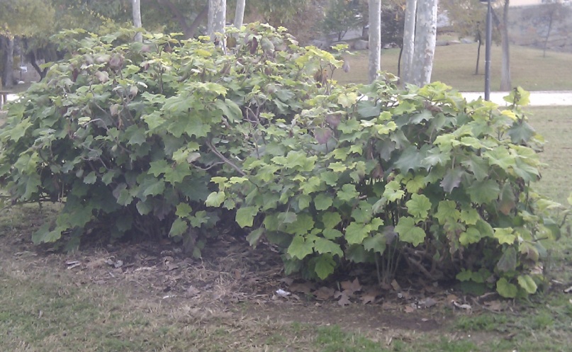 [Foto de planta, jardin, jardineria]