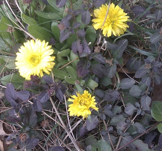 [Foto de planta, jardin, jardineria]