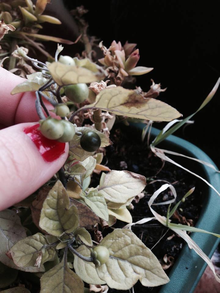 [Foto de planta, jardin, jardineria]