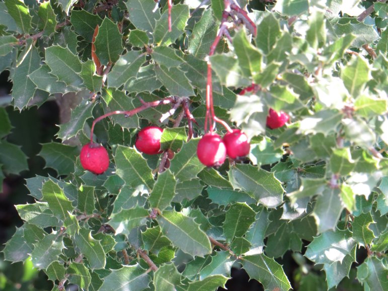 [Foto de planta, jardin, jardineria]