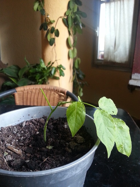 [Foto de planta, jardin, jardineria]