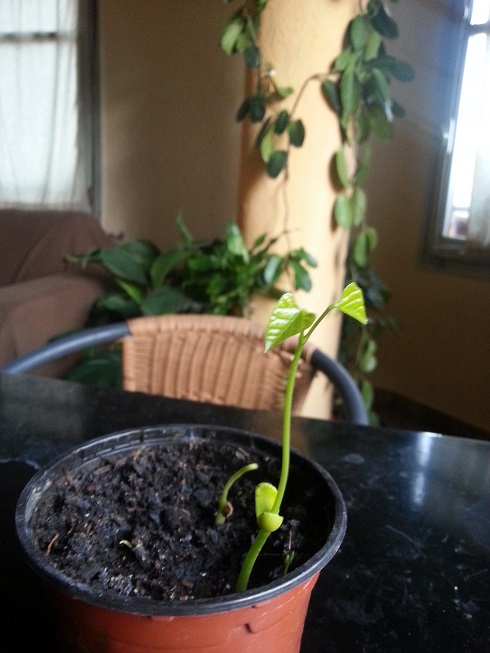 [Foto de planta, jardin, jardineria]