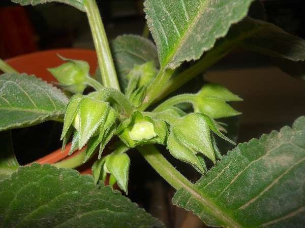[Foto de planta, jardin, jardineria]