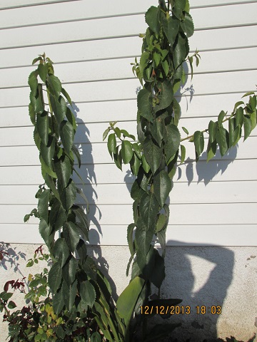 [Foto de planta, jardin, jardineria]