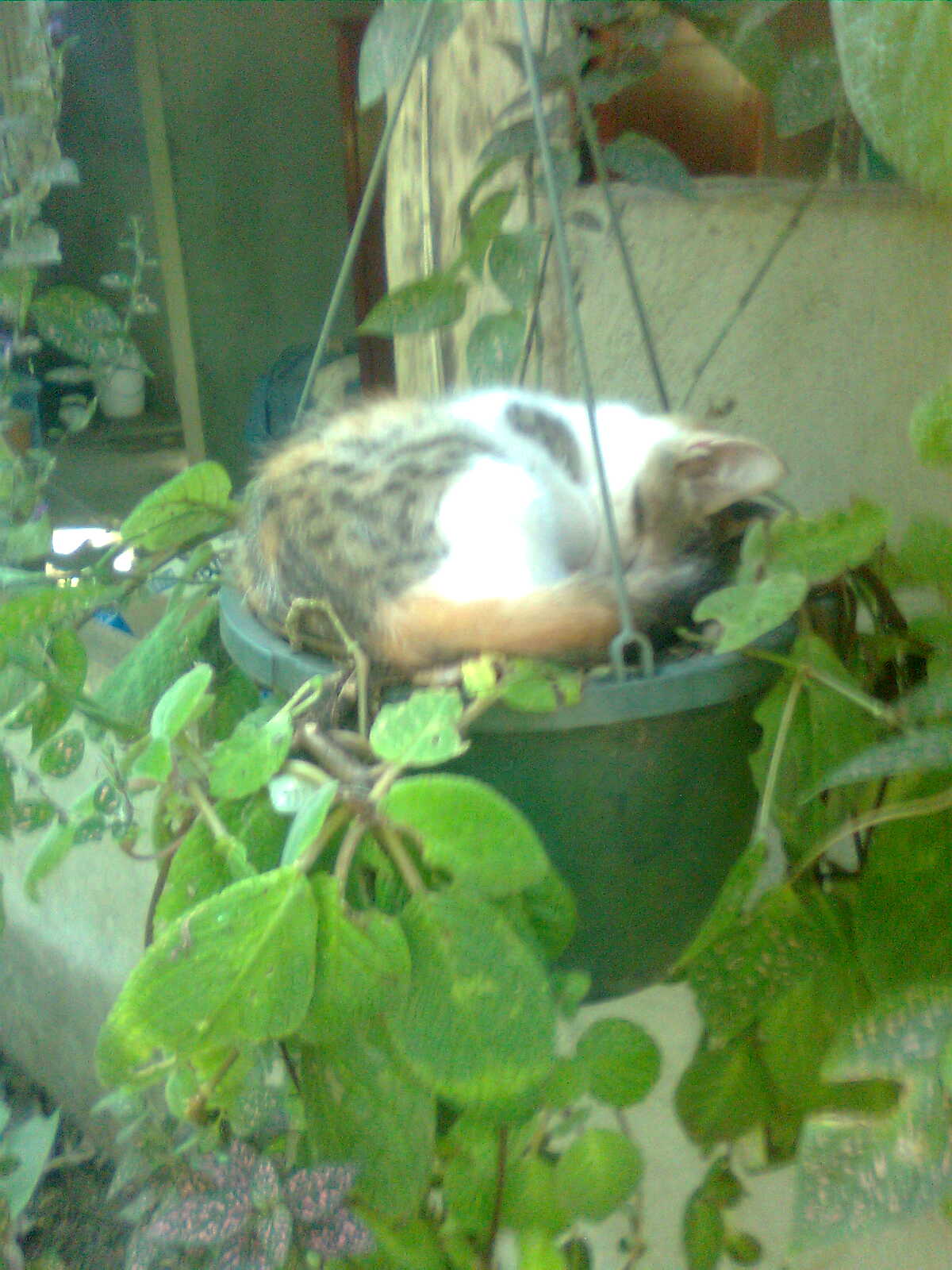 [Foto de planta, jardin, jardineria]