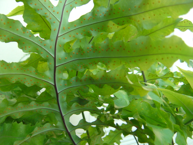 [Foto de planta, jardin, jardineria]