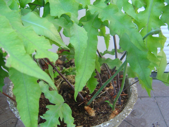 [Foto de planta, jardin, jardineria]