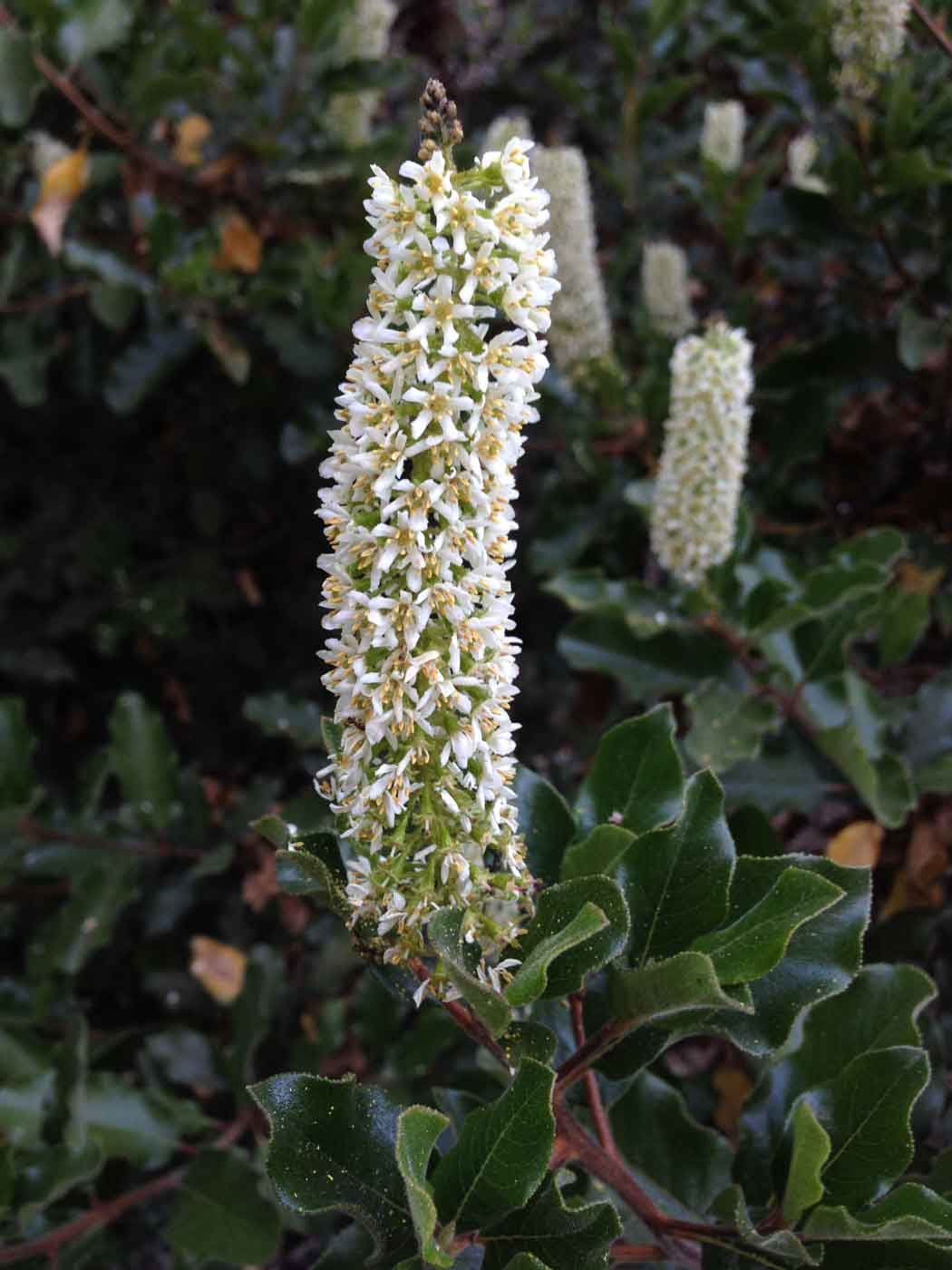[Foto de planta, jardin, jardineria]