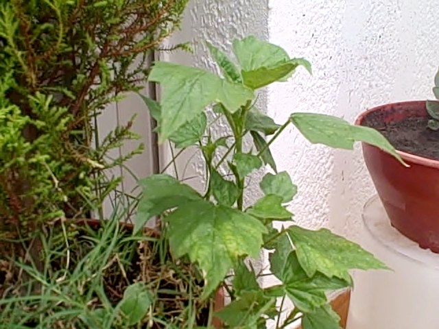 [Foto de planta, jardin, jardineria]