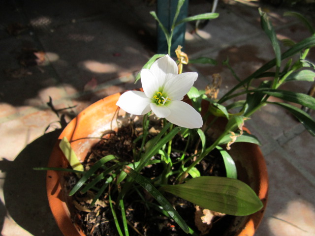 [Foto de planta, jardin, jardineria]